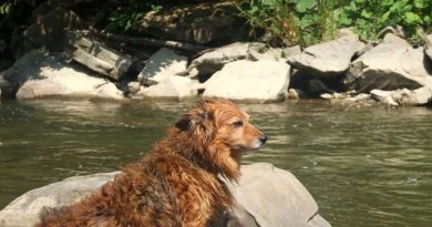 Sine Wiry 2016 Sine Wiry 2016