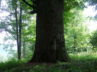 Jaworzec_Luh_Zawoj_2013_Bieszczad_49