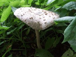 Jaworzec_Luh_Zawoj_2013_Bieszczad_53