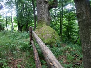 Jaworzec_Luh_Zawoj_2013_Bieszczad_57
