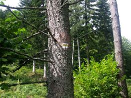 jaslo_zolty_szlak_bieszczady_2016_05