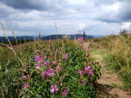 jaslo_zolty_szlak_bieszczady_2016_41