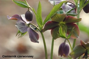 Helleborus_purpurascens