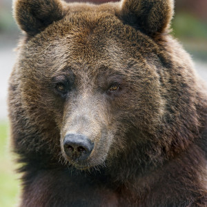Niedźwiedzie biorą Bieszczady – Gdy spotkasz niedźwiedzia
