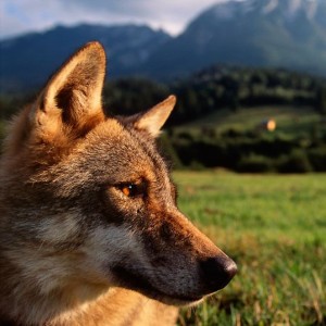 Captive Eurasian Wolf, Romania