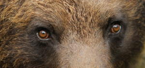 wwf_zaadoptuj_niedzwiedzia_poz