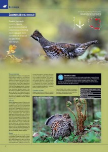 encyklopedia_ptakow_2015_2
