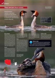 encyklopedia_ptakow_2015_4