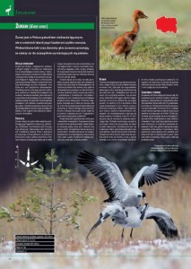 encyklopedia_ptakow_2015_6