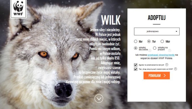 wilk_zaadoptuj_wwf_1