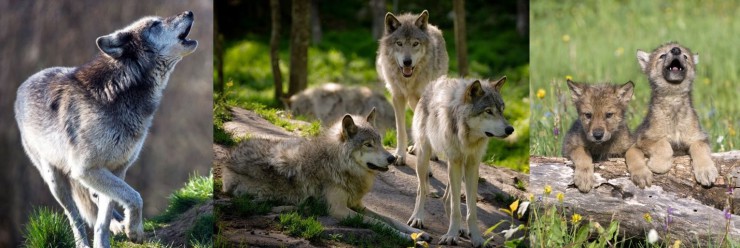 wilk_zaadoptuj_wwf_2