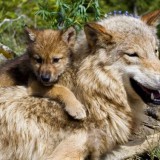 wilk_zaadoptuj_wwf_3