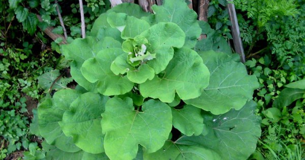 Arctium_lappa_bgiu