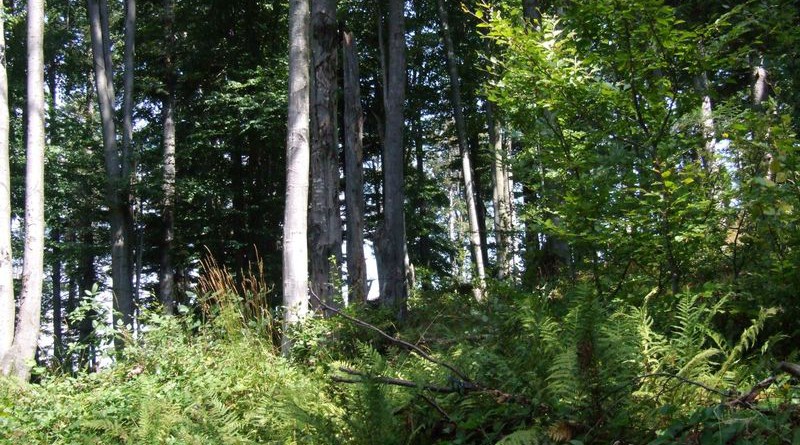 Dwernik_Kamien_2013_09