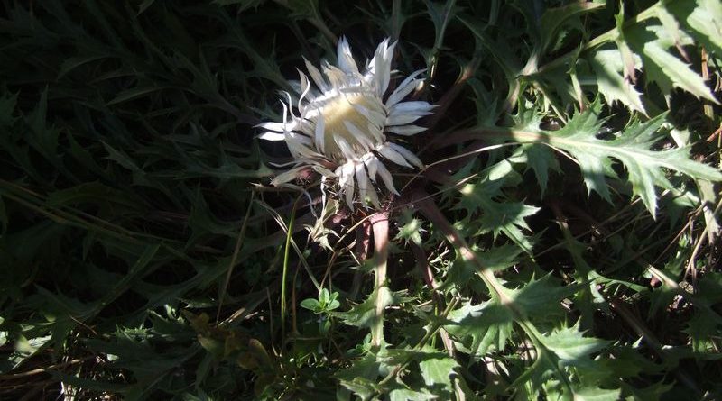 Fereczata_2015_62