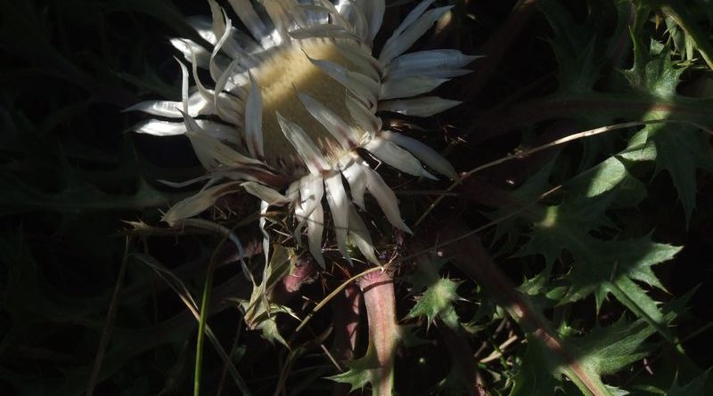 Fereczata_2015_63